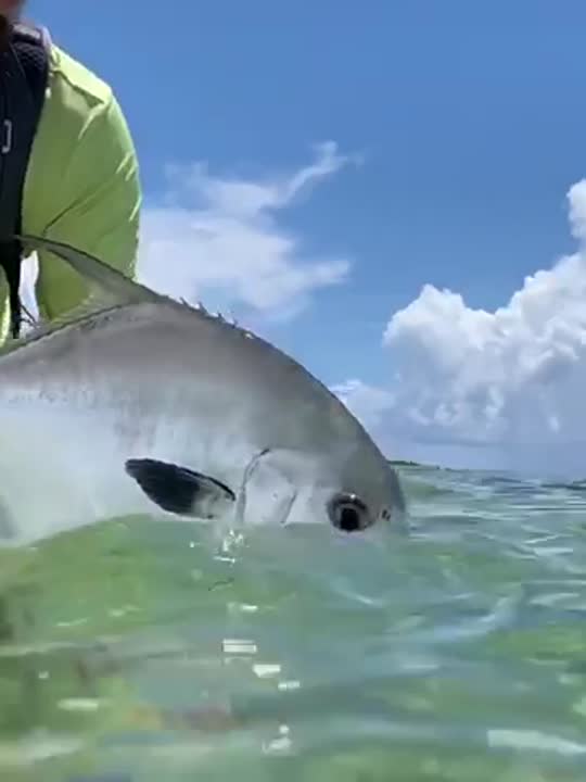 Permit, boatside