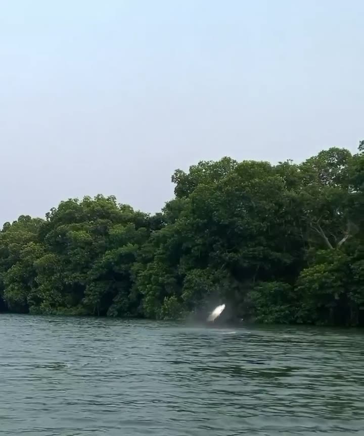 Tarpon rolling by the mangroves