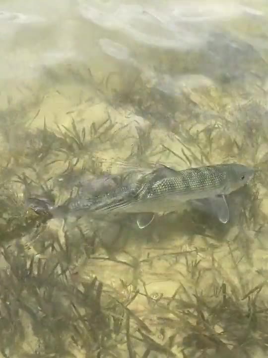 Bonefish on the grass flat