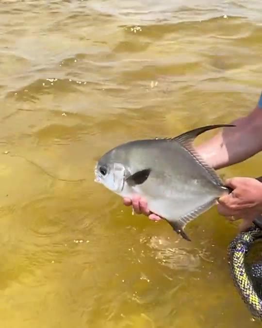 Permit release